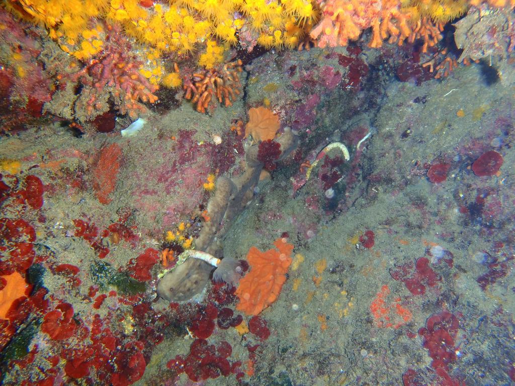 Le Casette Sul Mare Capo Vaticano Exteriör bild